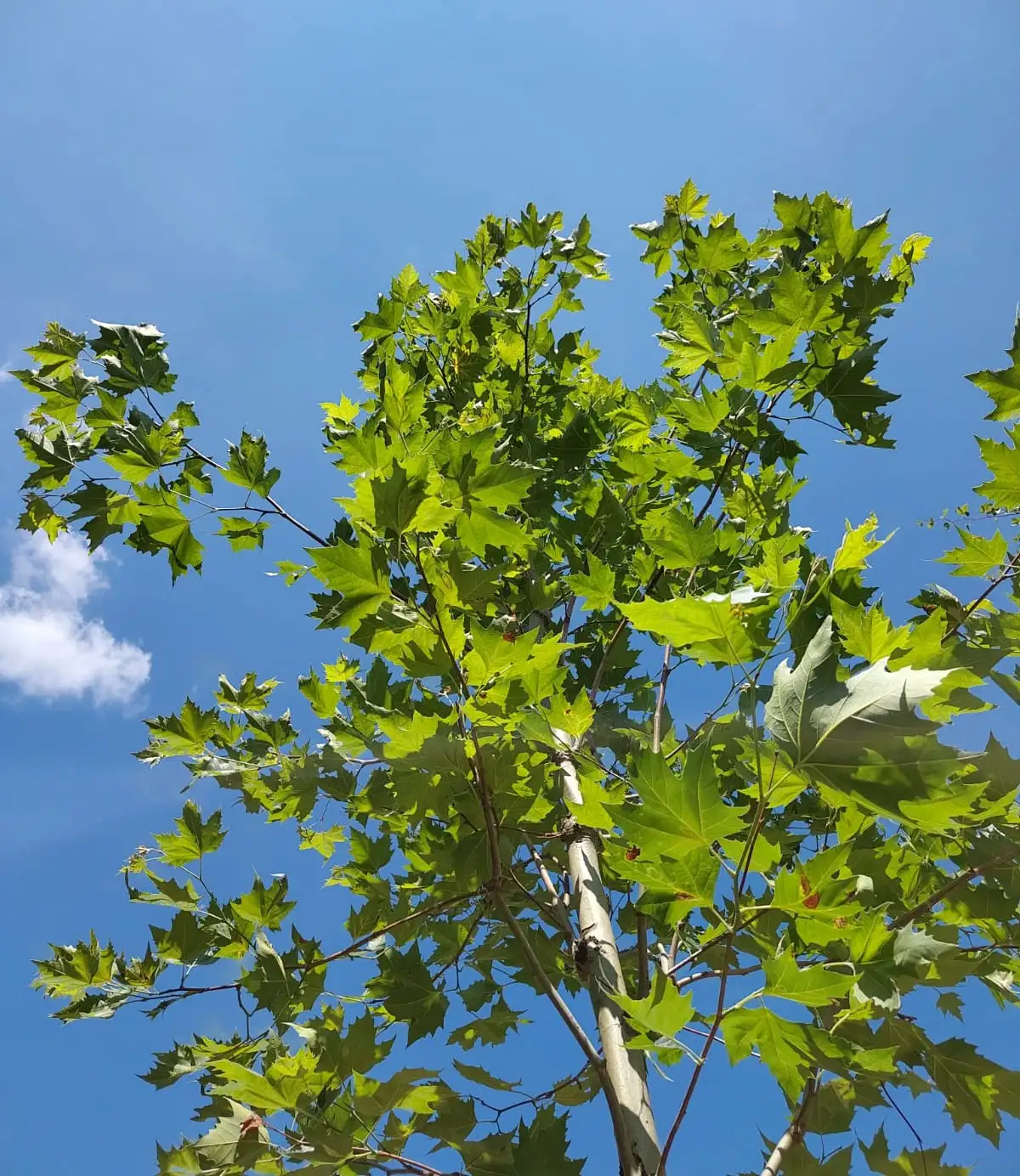 Plataan 'Tremonia' | Laanboom