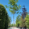 Plataan 'Tremonia' | Laanboom