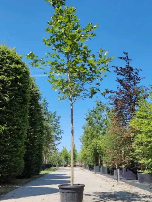 Plataan 'Tremonia' | Laanboom