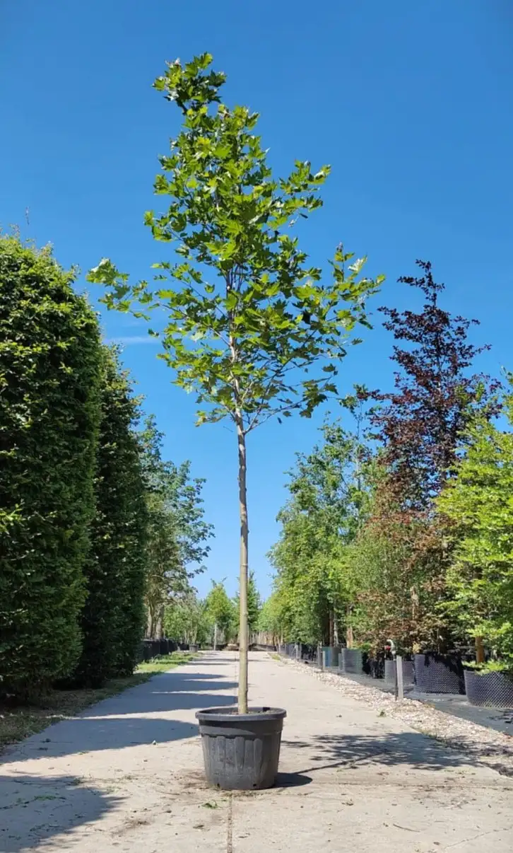 Plataan 'Tremonia' | Laanboom