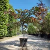 Roodbladige judasboom 175-200cm Roodbladige Judasboom | Meerstammig