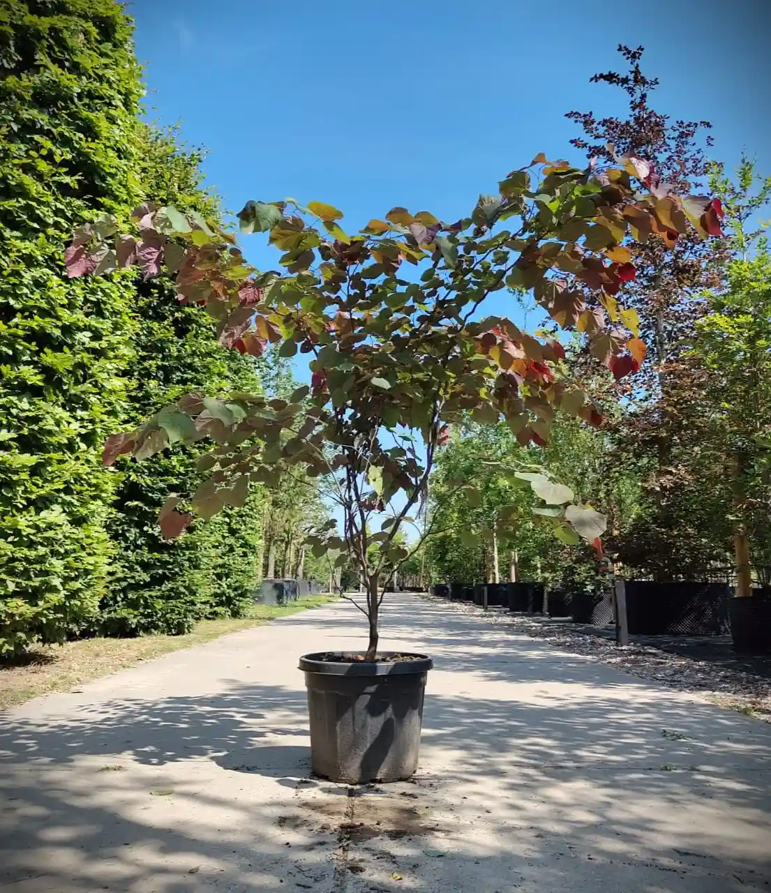 Roodbladige judasboom 175-200cm Roodbladige Judasboom | Meerstammig