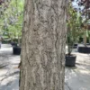 Japanse tempelboom (Ginkgo) | Hoogstam