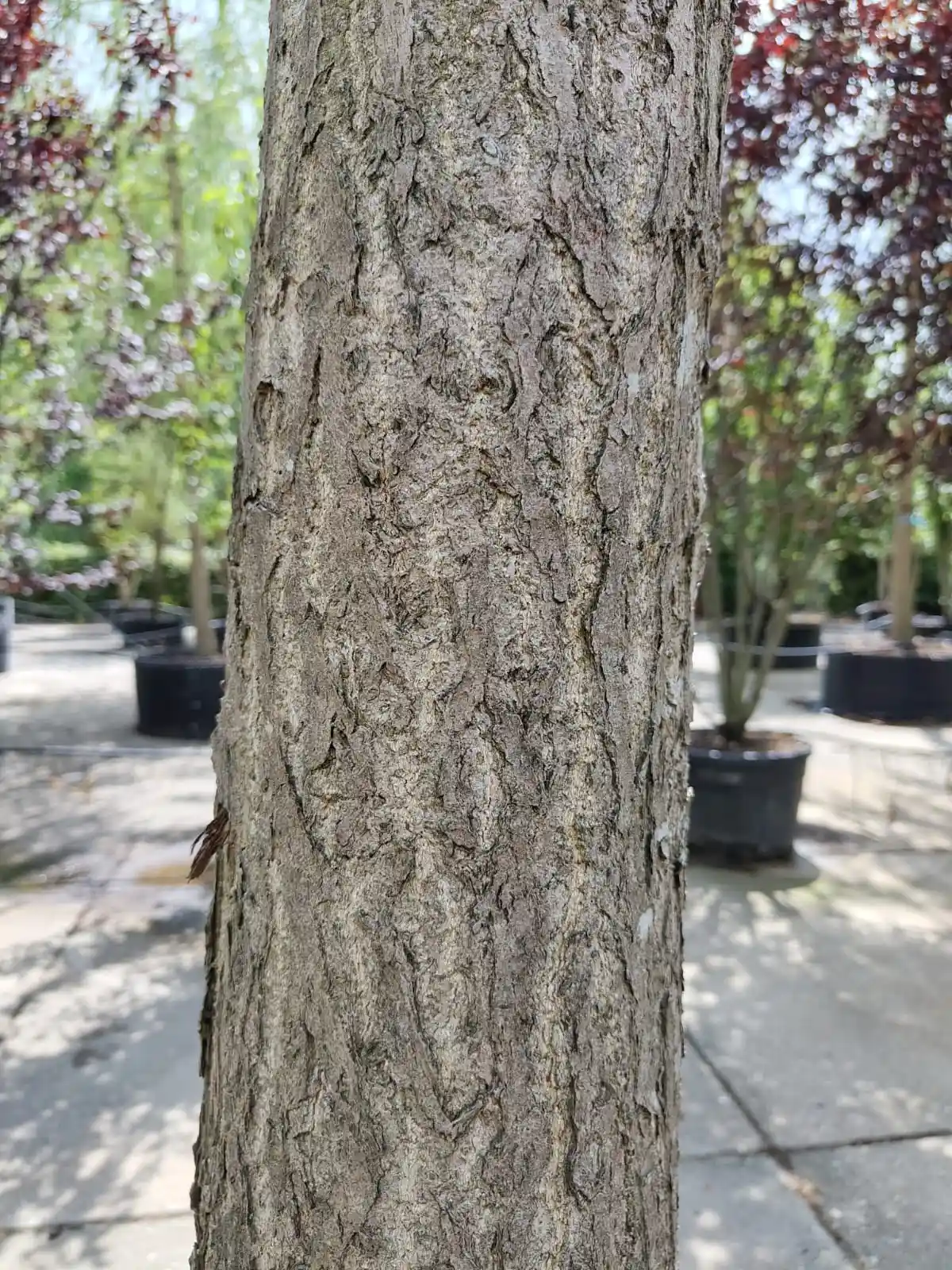 Japanse tempelboom (Ginkgo) | Hoogstam
