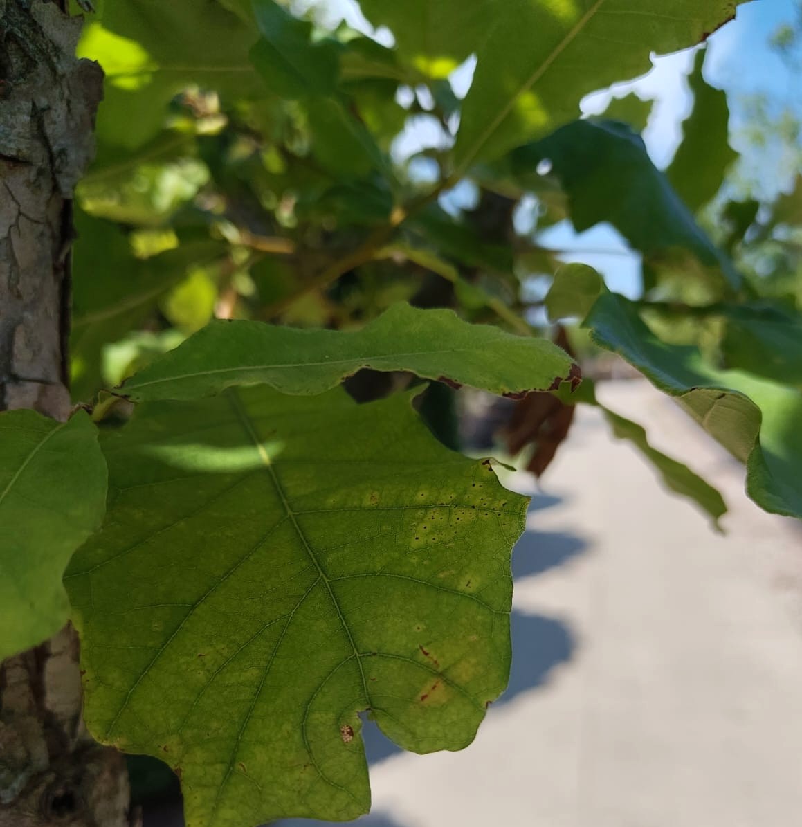 Tweekleurige eik | Hoogstam