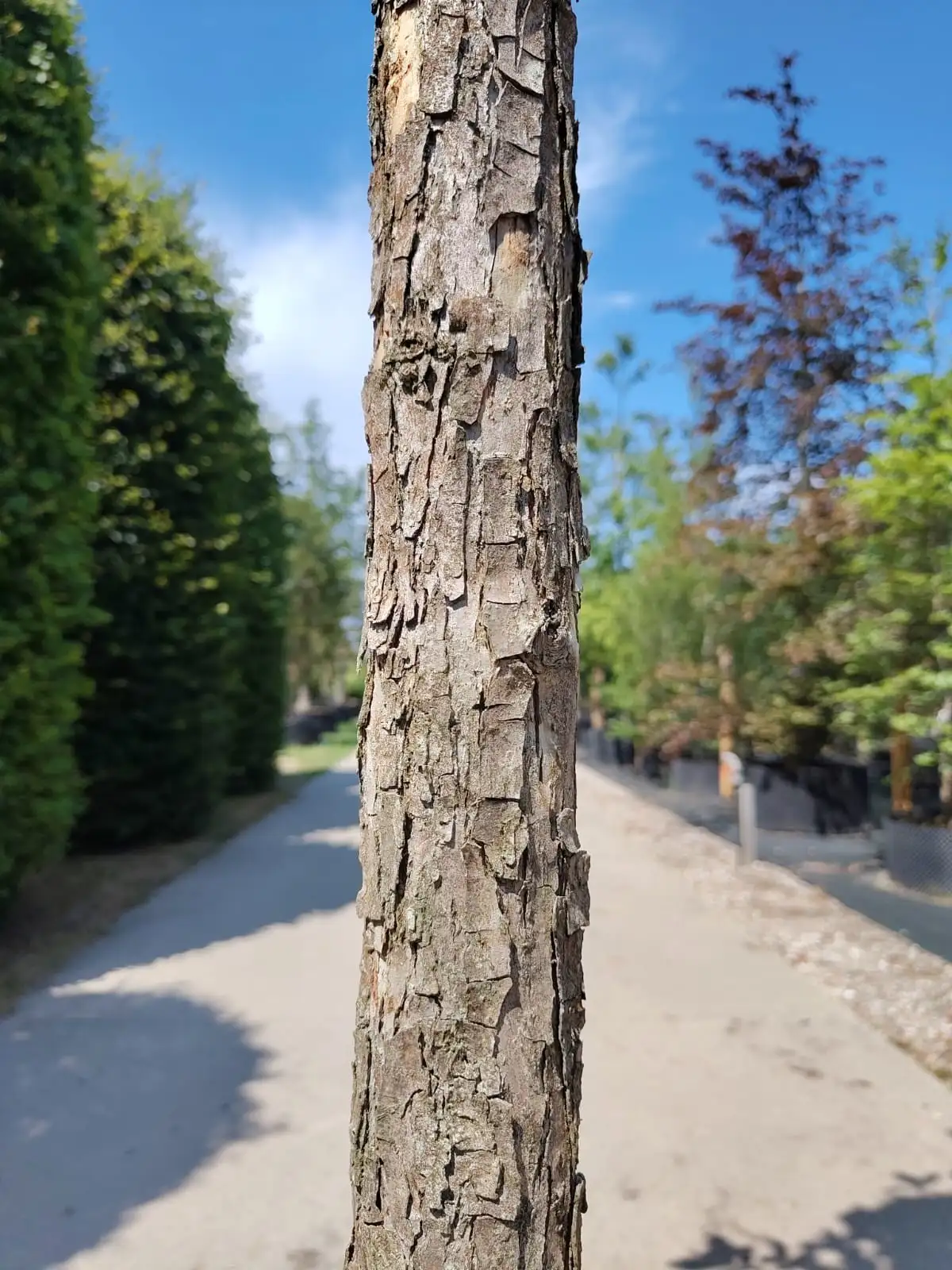 Tweekleurige eik | Hoogstam