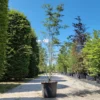 Varenbeuk | Meerstammig