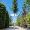 Veldesdoorn 'Huibers elegant' | Hoogstam