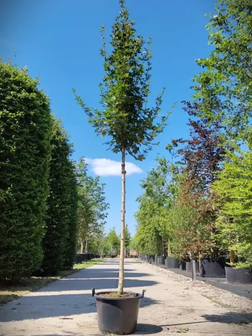 Veldesdoorn 'Huibers elegant' | Hoogstam