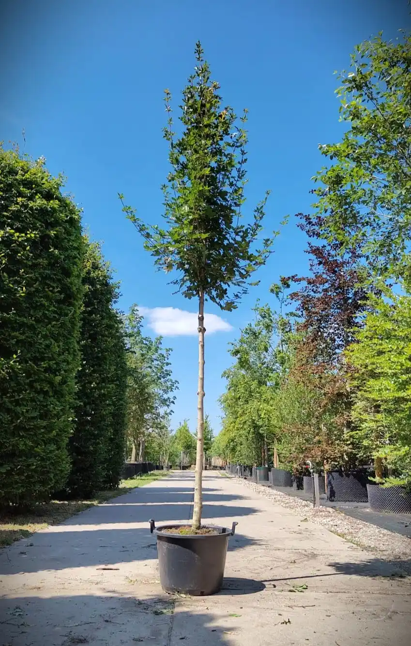 Veldesdoorn 'Huibers elegant' | Hoogstam