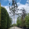 Veldesdoorn 'Huibers elegant' | Hoogstam