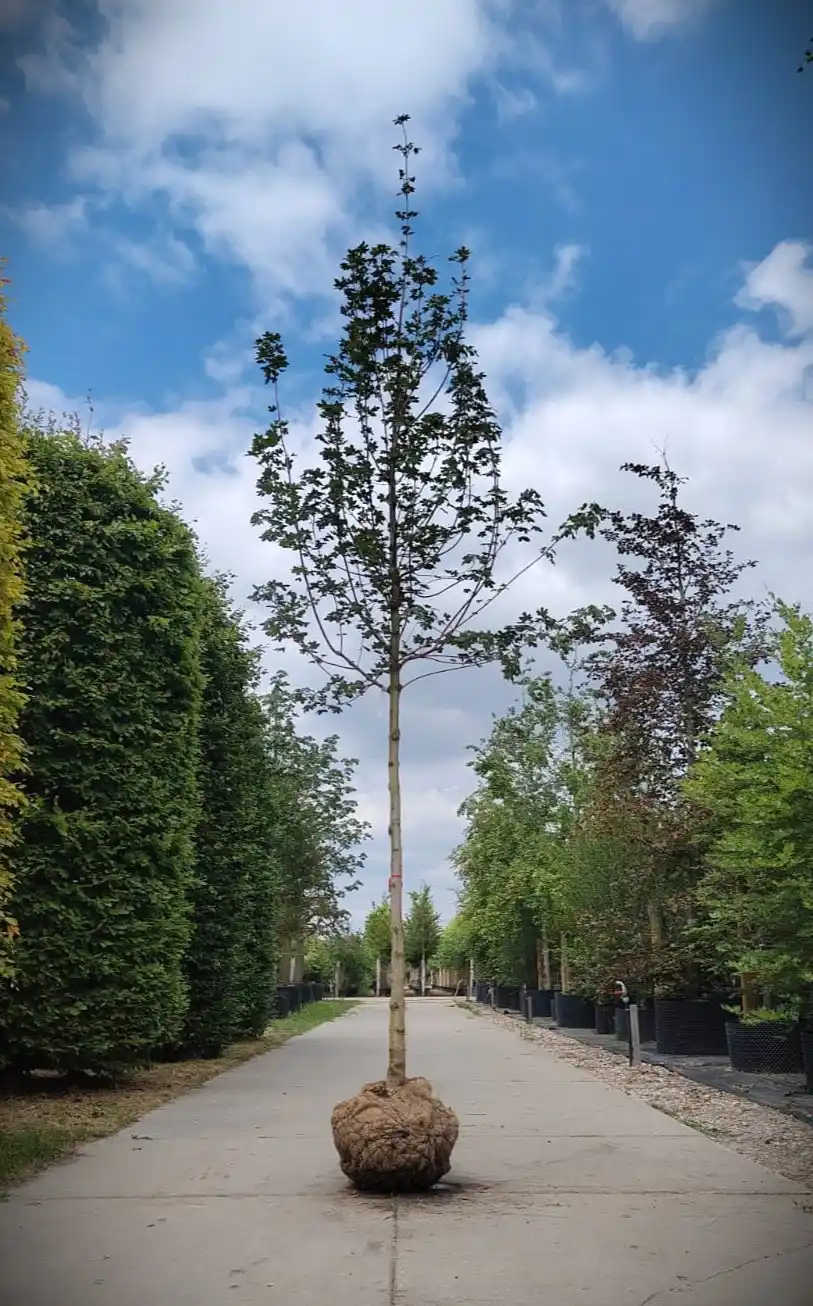 Veldesdoorn 'Huibers elegant' | Hoogstam