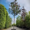 Veldesdoorn 'Red Shine' | Laanboom