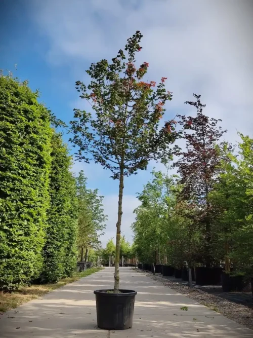 Veldesdoorn 'Red Shine' | Laanboom