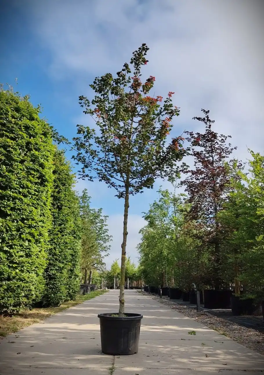 Veldesdoorn 'Red Shine' | Laanboom