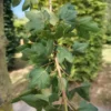 Veldesdoorn 'Red Shine' | Laanboom