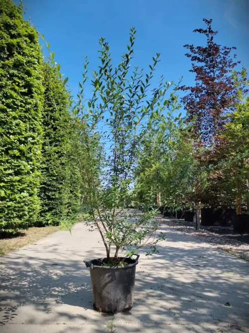 Wilde liguster | Struik