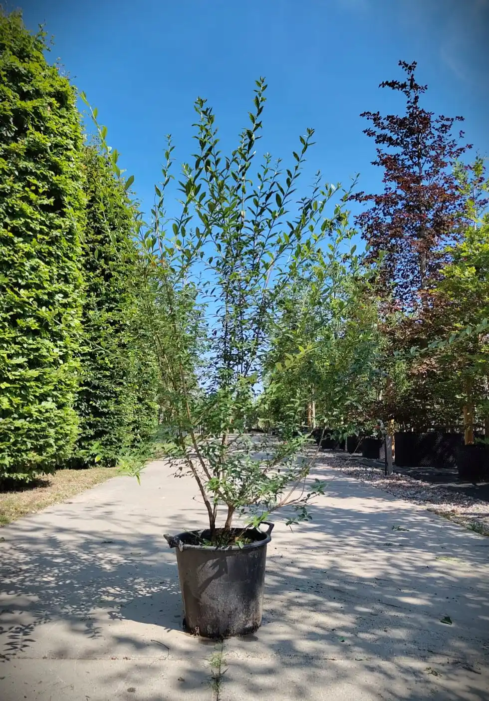 Wilde liguster | Struik