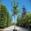 Zilveresdoorn | Laanboom