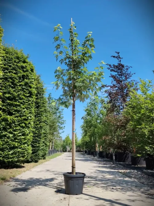 Zilveresdoorn | Laanboom