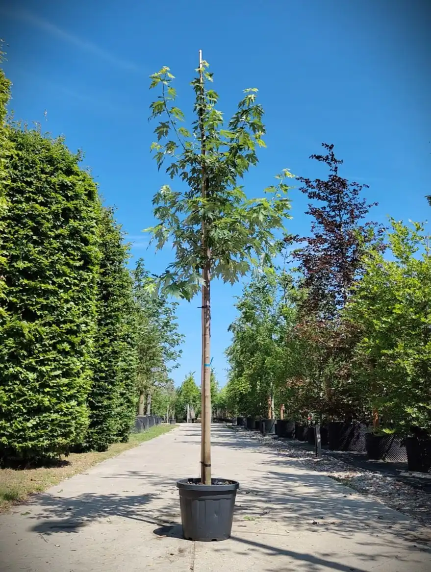 Zilveresdoorn | Laanboom