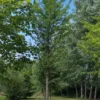 Zuilvormige Japanse tempelboom (Ginkgo) | Hoogstam