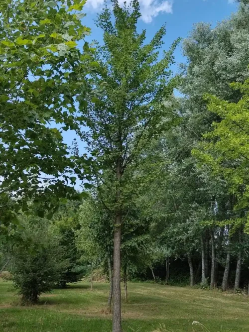 Zuilvormige Japanse tempelboom (Ginkgo) | Hoogstam