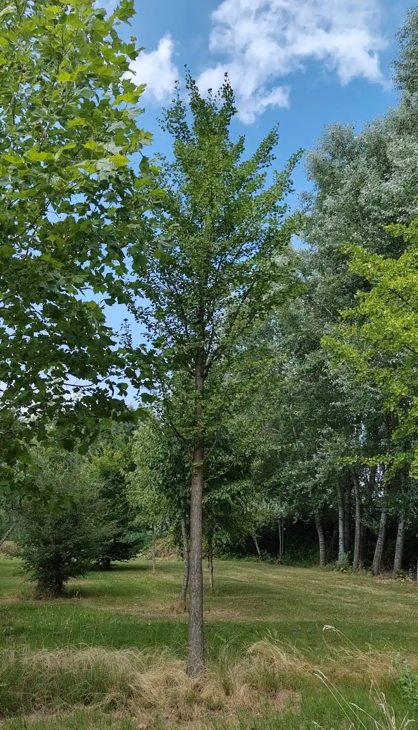 Zuilvormige Japanse tempelboom (Ginkgo) | Hoogstam