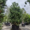 Zwarte den | Laagstam