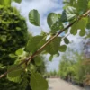 Zwarte els | Hoogstam