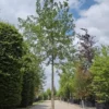 Zwarte els | Hoogstam