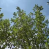 Zwarte els | Hoogstam