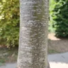 Zwarte els | Hoogstam