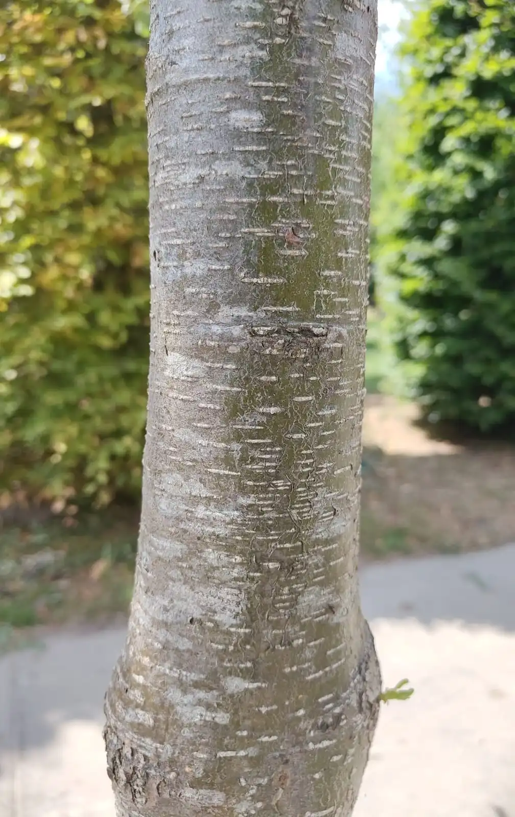 Zwarte els | Hoogstam