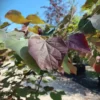 rood getinte blad forest pansy Roodbladige Judasboom | Meerstammig