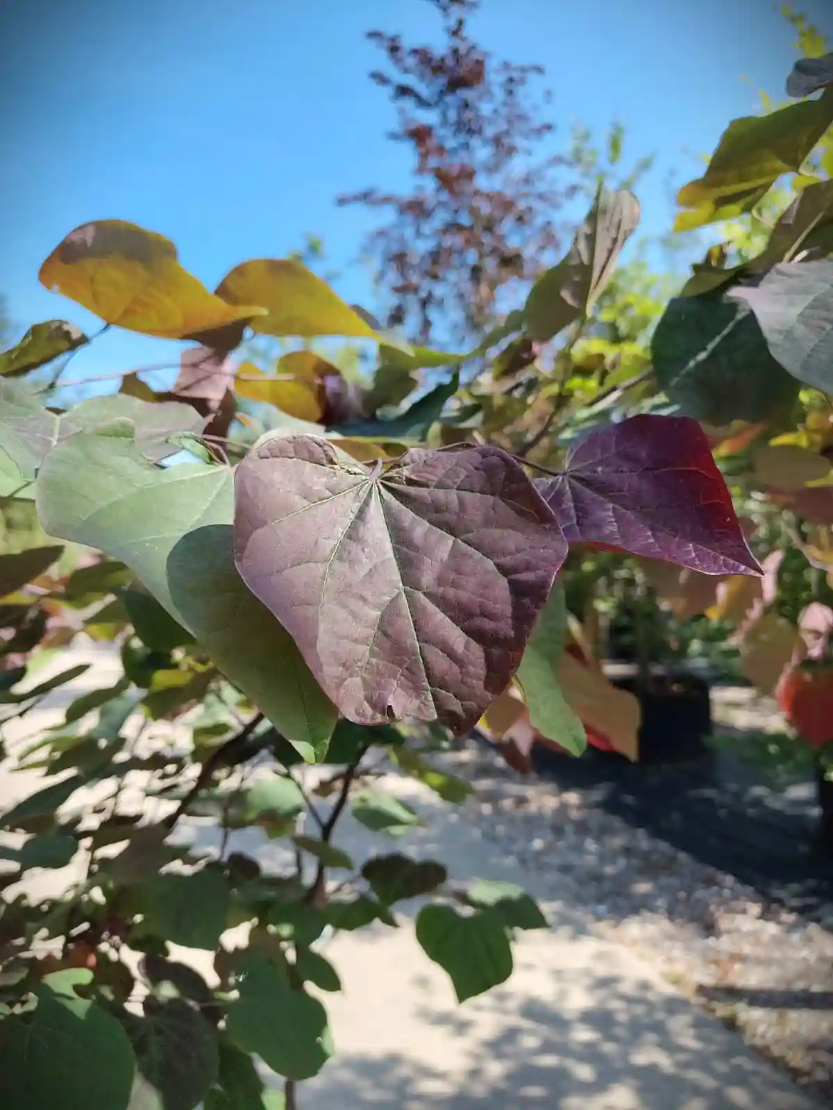 rood getinte blad forest pansy Roodbladige Judasboom | Meerstammig