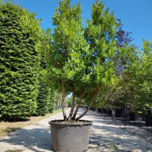 Aardbeiboom | Meerstammig