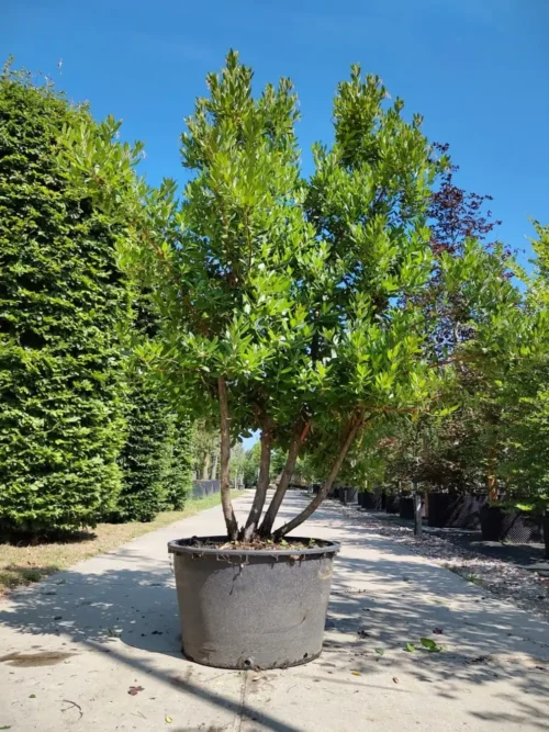 Aardbeiboom | Meerstammig