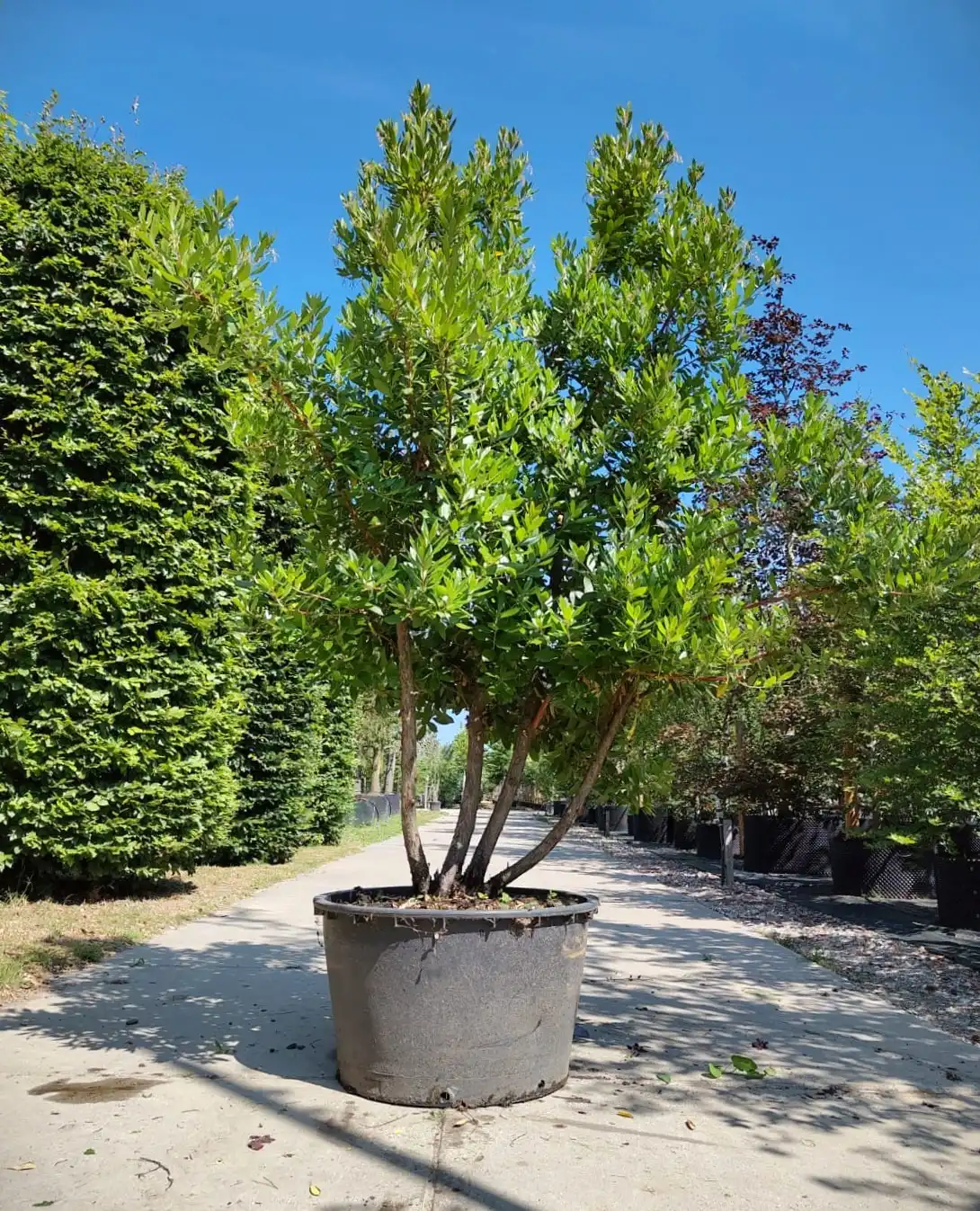 Aardbeiboom | Meerstammig