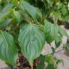 Japanse grootbloemige Kornoelje 'Chinensis' | Meerstammig