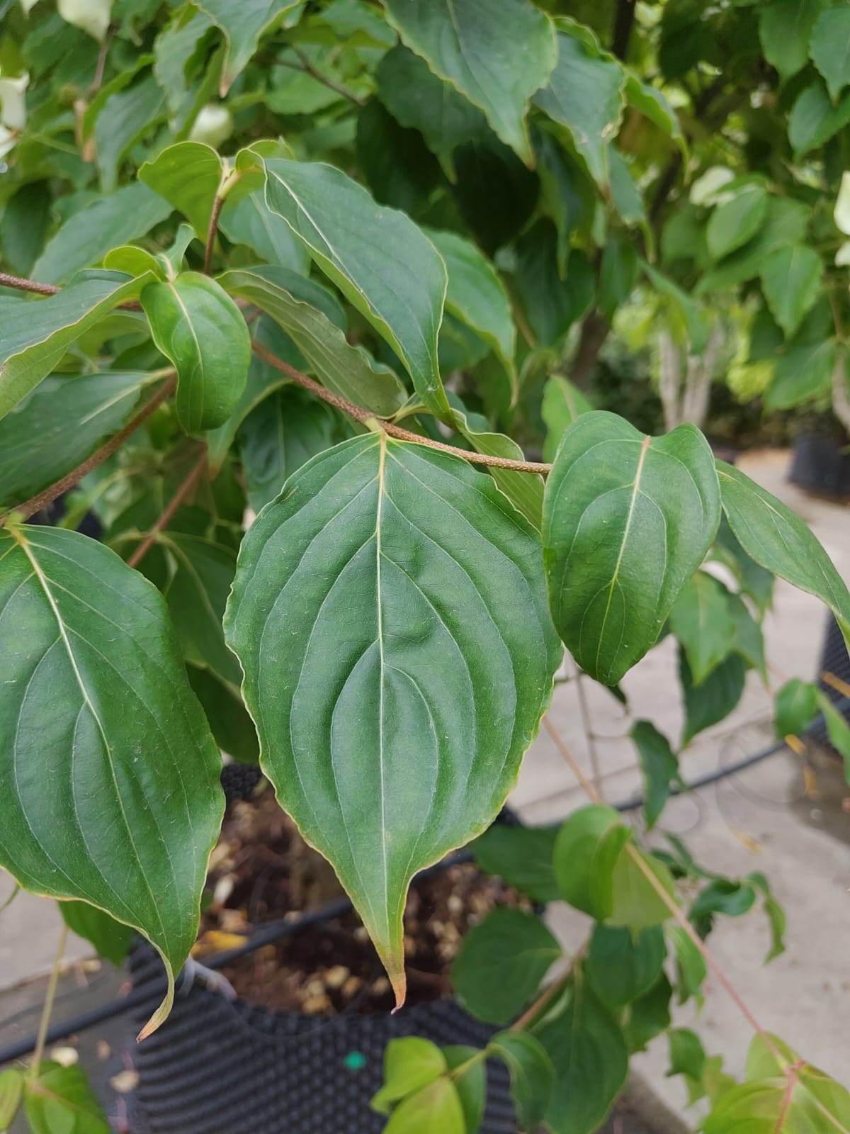 Japanse grootbloemige Kornoelje 'Chinensis' | Meerstammig