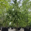 Japanse grootbloemige Kornoelje 'Chinensis' | Meerstammig