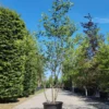 Japanse Schijniep | Meerstammig