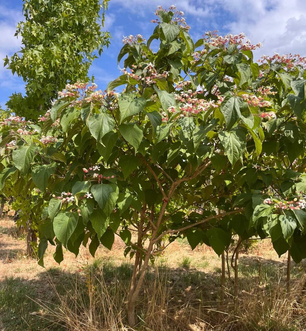 Pindakaasboom | Solitair
