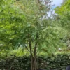 Katsuraboom | Meerstammig