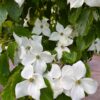 Japanse grootbloemige Kornoelje 'Chinensis' | Meerstammig