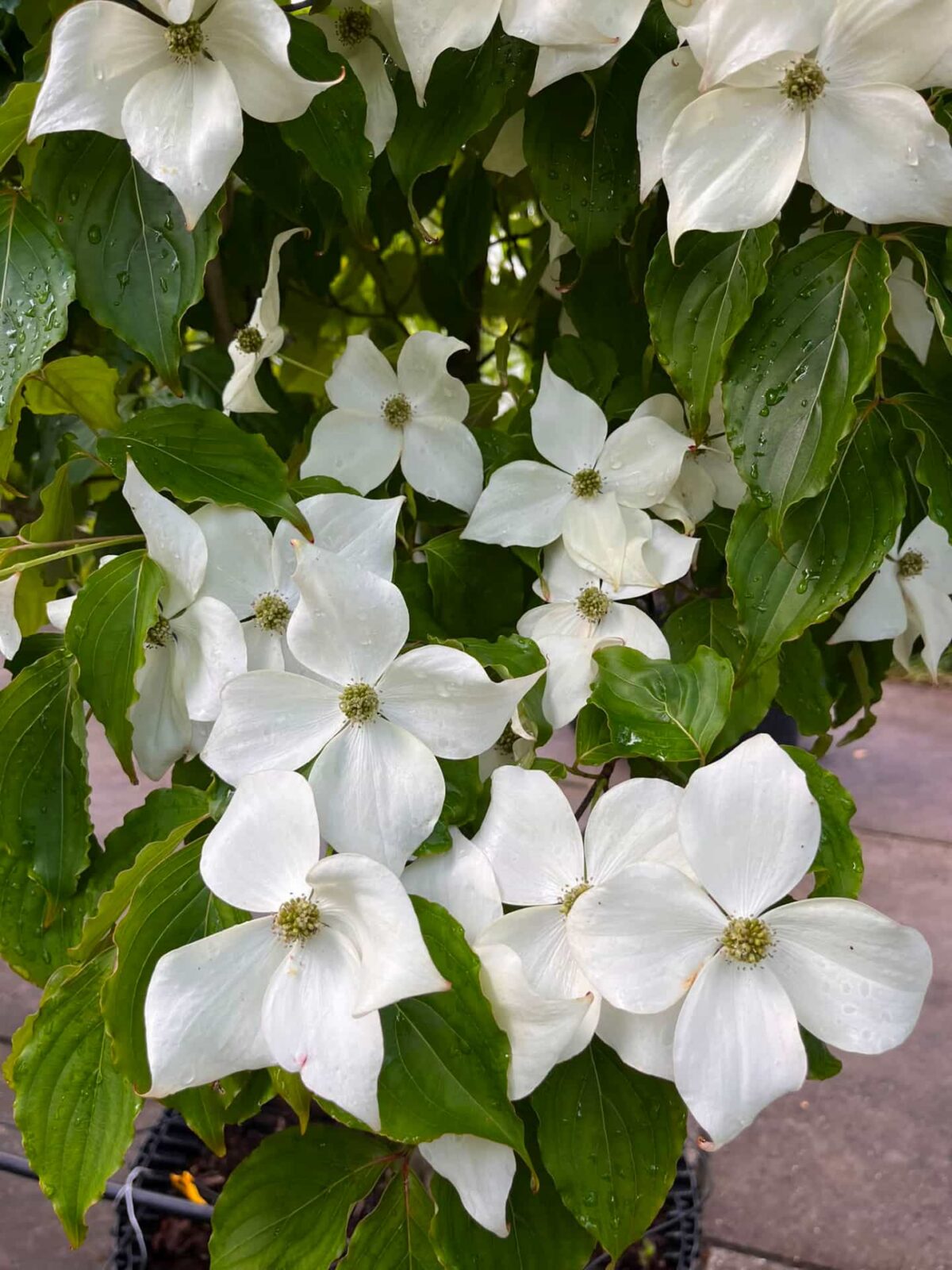 Japanse grootbloemige Kornoelje 'Chinensis' | Meerstammig