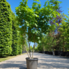 Amberboom | Meerstammig