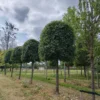 Veldesdoorn | Bijenkorfvorm op stam
