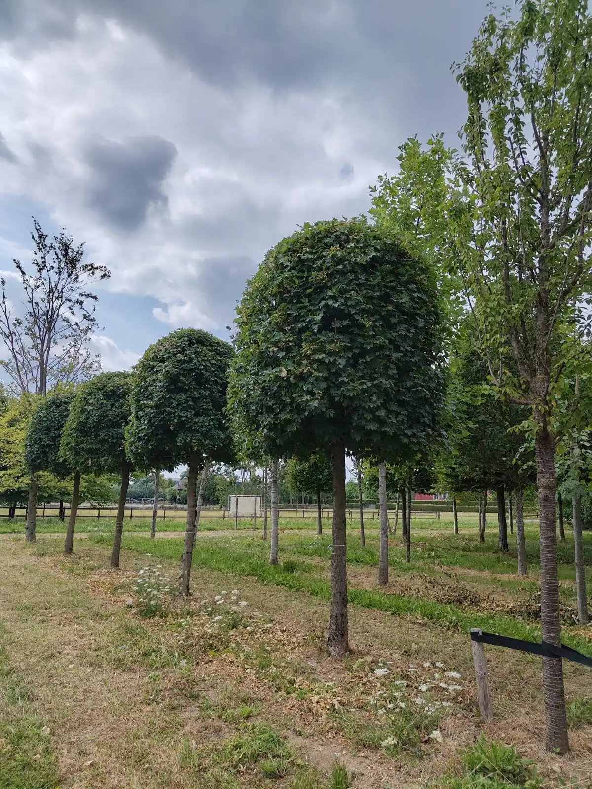 Veldesdoorn | Bijenkorfvorm op stam